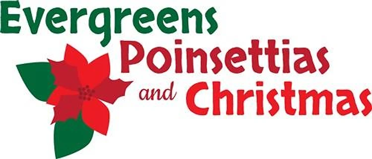 Evergreens Poinsettias