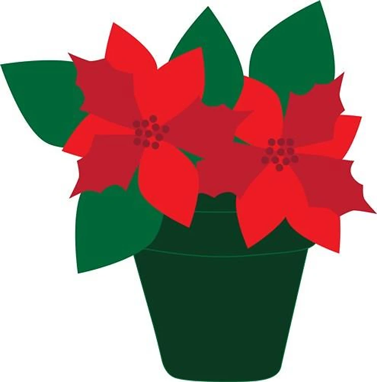 Poinsettias In Pot