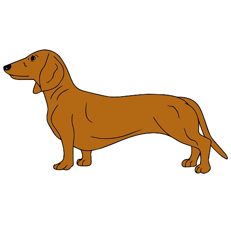 FSL Dachshund