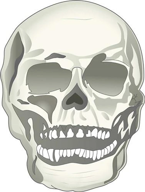 REALISTIC SKULL