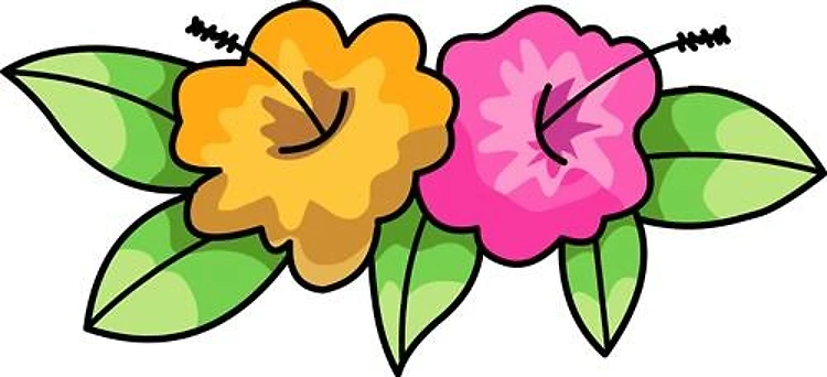 HIBISCUS