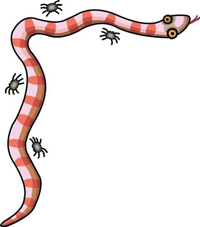 SNAKE AND SPIDER BORDER