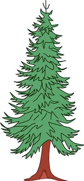 CONIFER