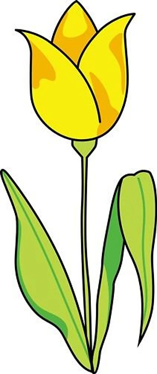 TULIP FLOWER