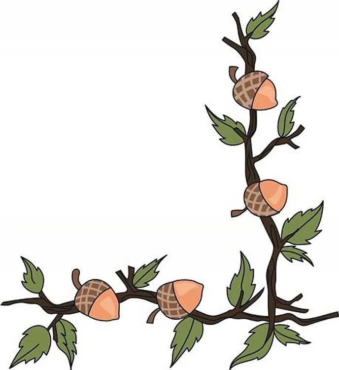 ACORN BORDER