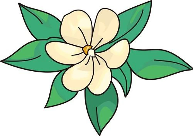 MAGNOLIA BLOSSOM
