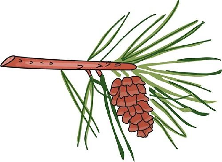 PINECONE