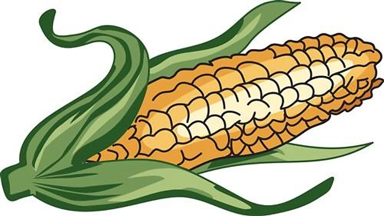 CORN ON THE COB