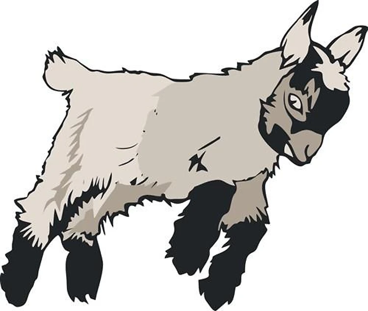 Baby Goat