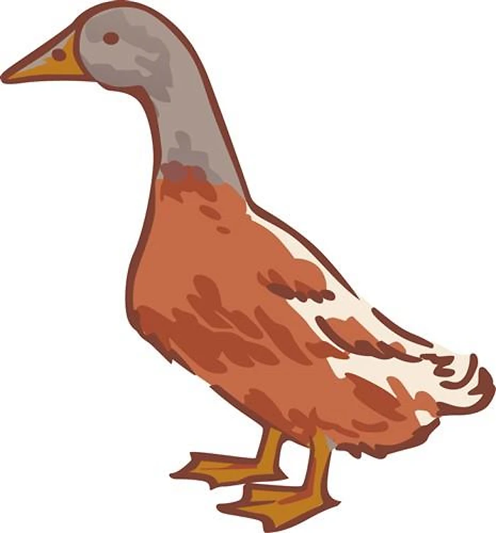 Orpington Duck
