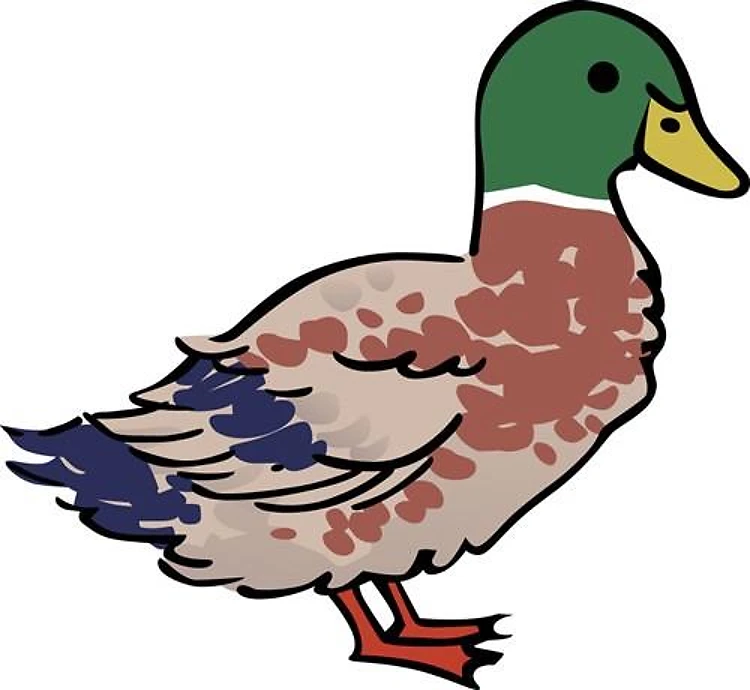 Mallard Duck