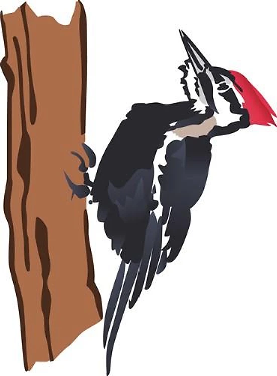 Pileated Woodpecker