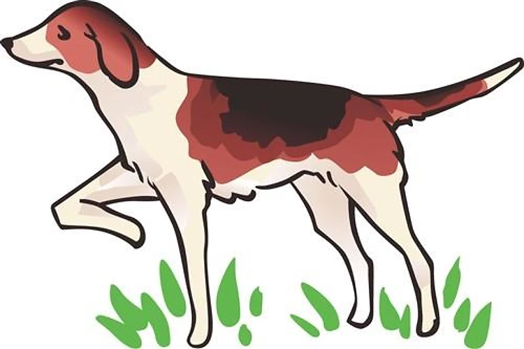 Pointer Bird Dog