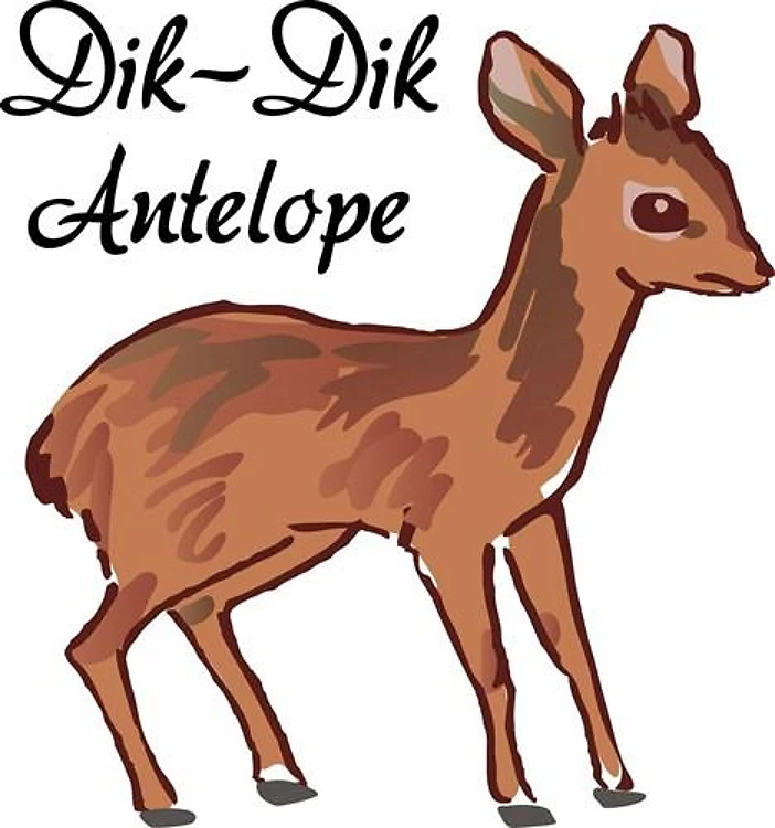 Dik-Dik Antelope