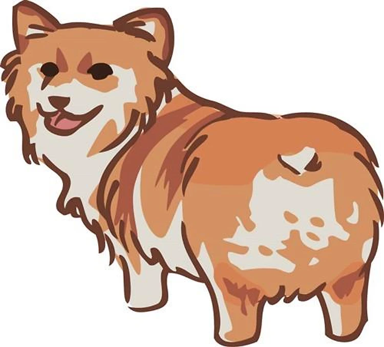 Welsh Corgi