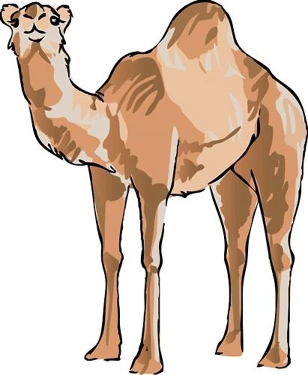 Camel