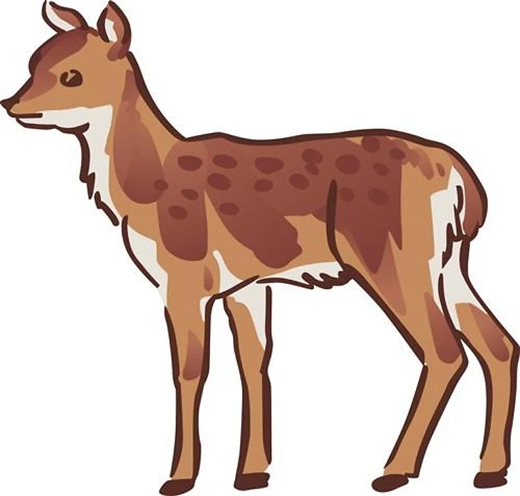 Sika Deer