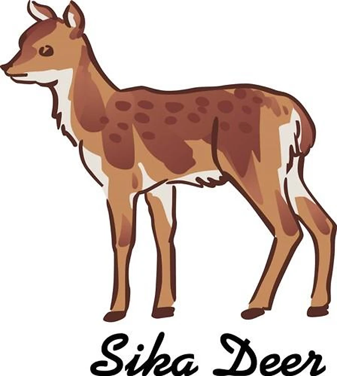 Sika Deer