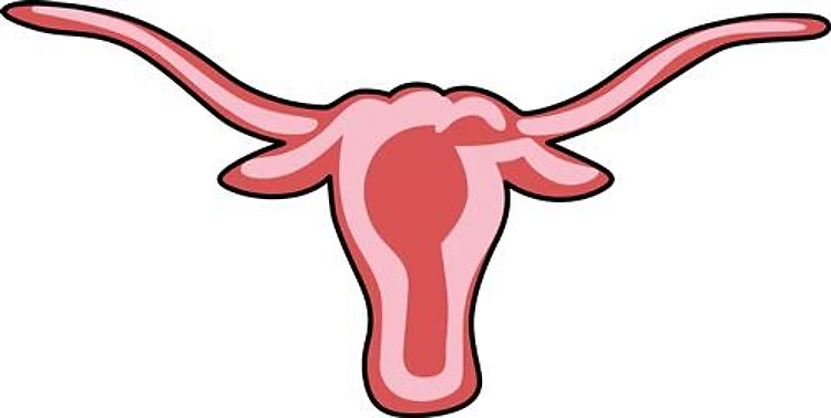LONGHORN STEER