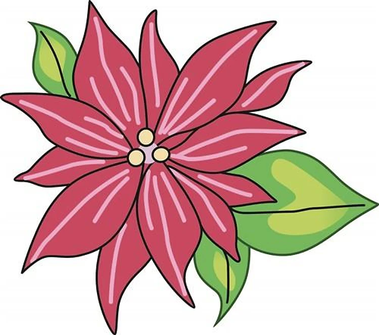 POINSETTIA