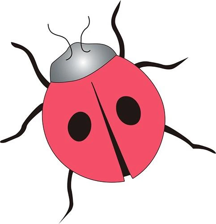 LADYBUG