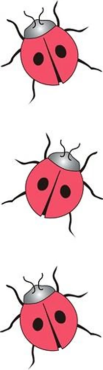 LADYBUG BORDER