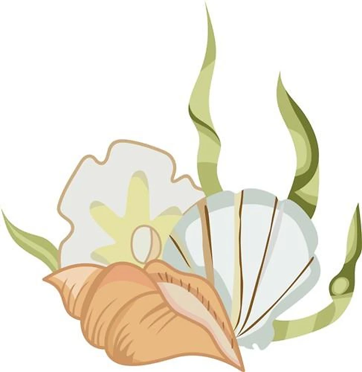 SEASHELLS