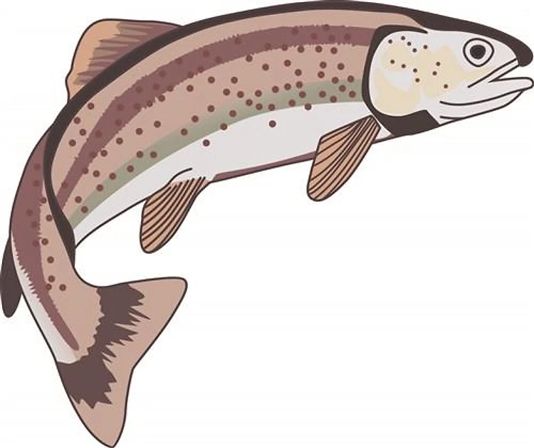 LARGE RAINBOW TROUT