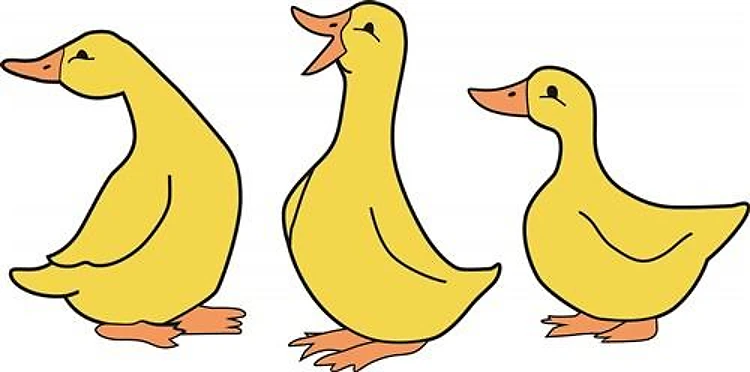 DUCKS
