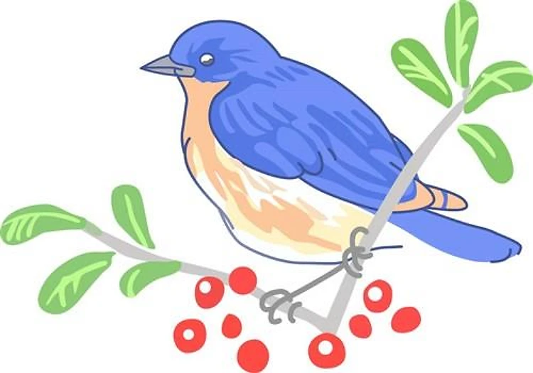 EASTERN BLUEBIRD