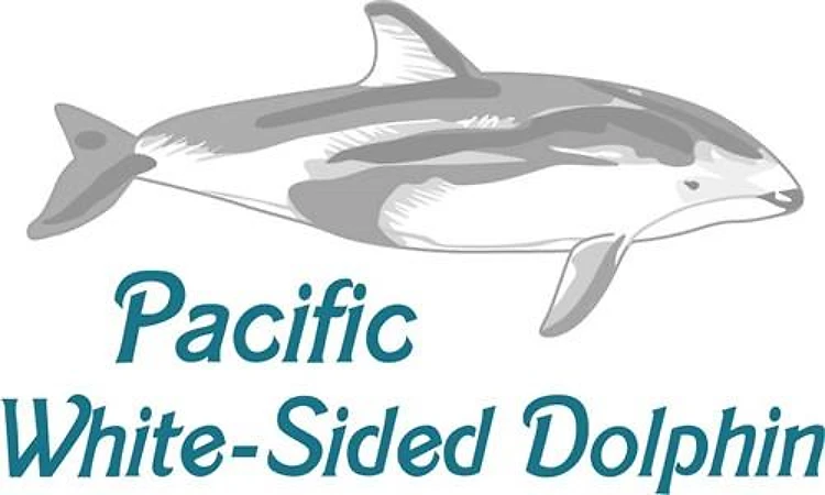 PACIFIC WHITE SIDED DOLPHIN