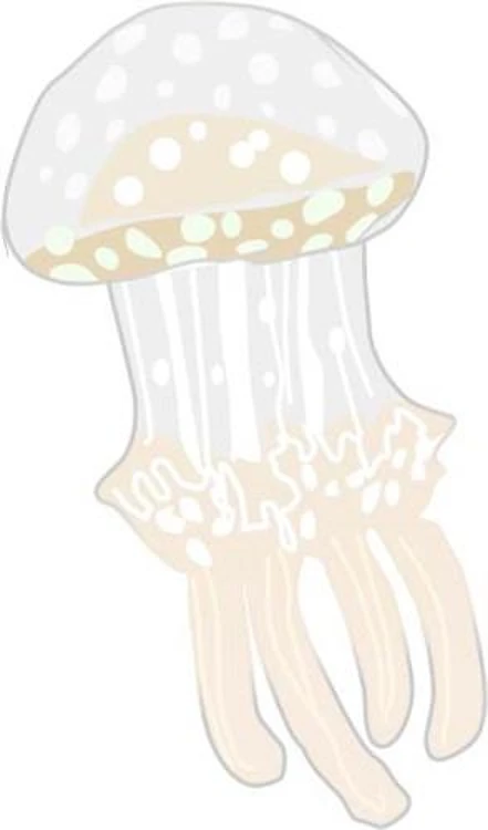WHITE SPOTTED JELLYFISH