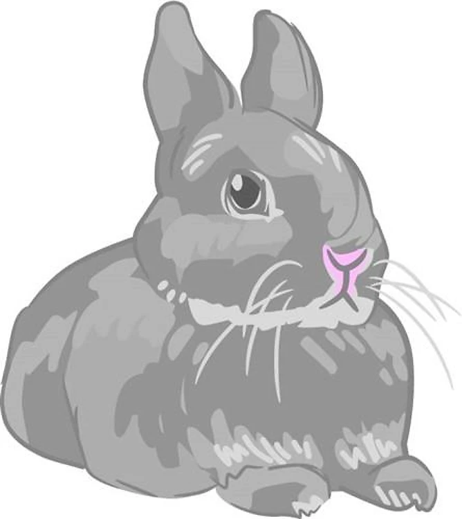 NETHERLAND DWARF RABBIT