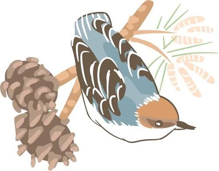 BROWN HEADED NUTHATCH