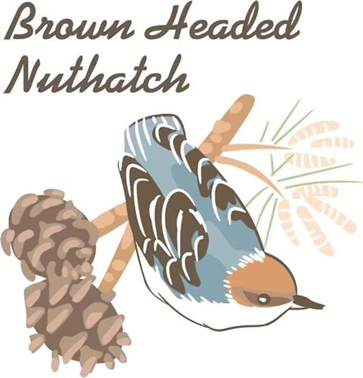 BROWN HEADED NUTHATCH