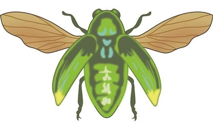 JEWEL BEETLE
