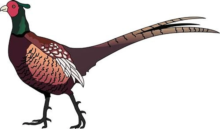 PHEASANT