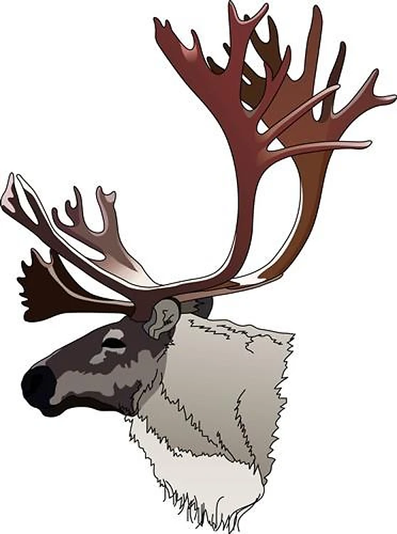 CARIBOU