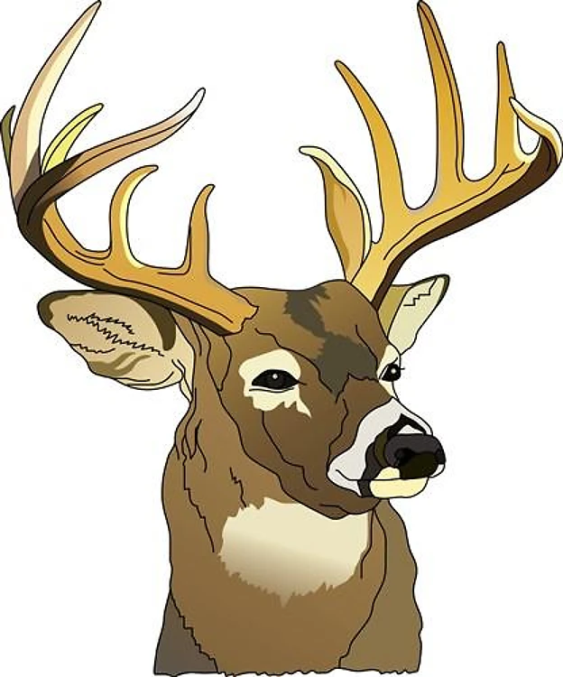 DEER HEAD