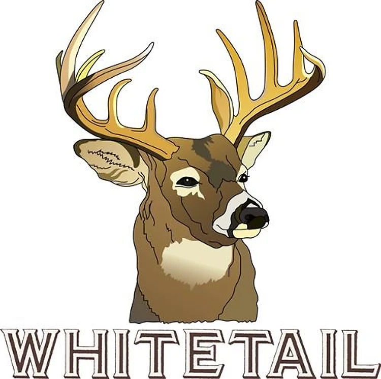 WHITETAIL