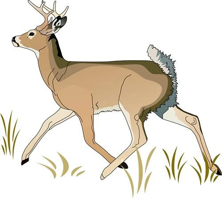 WHITETAIL IN GRASS