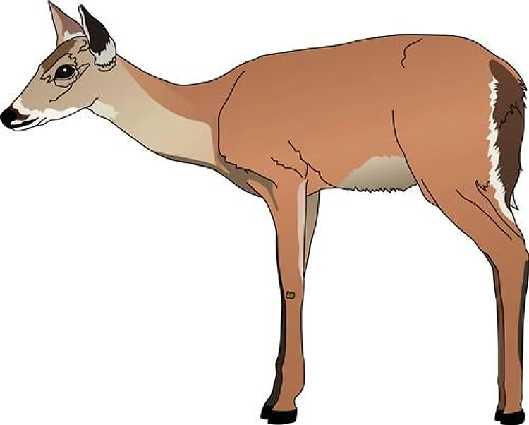 WHITETAIL DOE