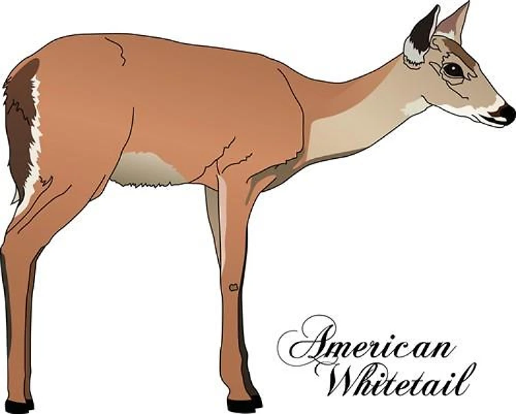 AMERICAN WHITETAIL
