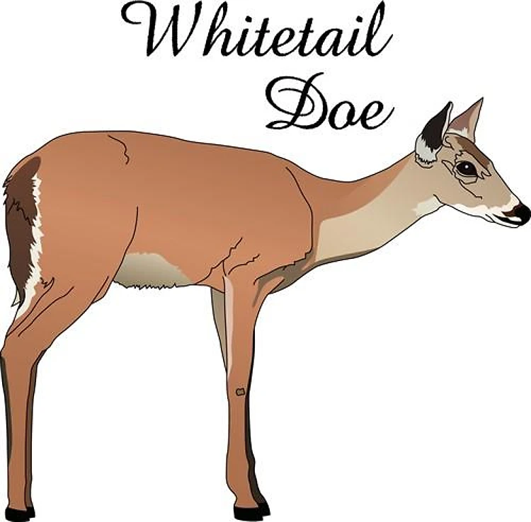 WHITETAIL DOE