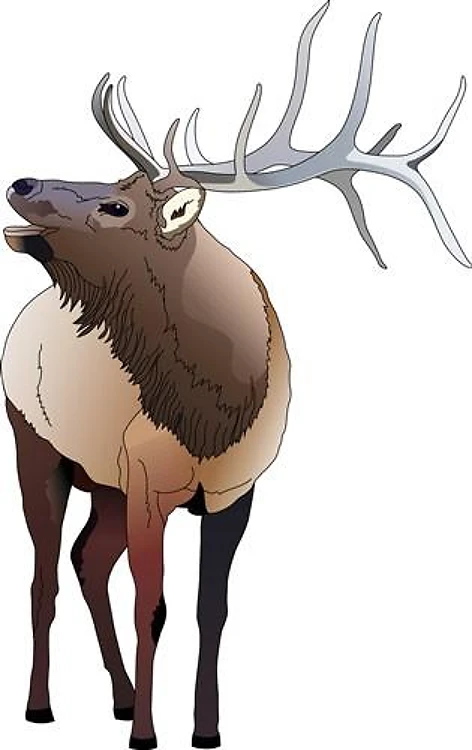 ELK