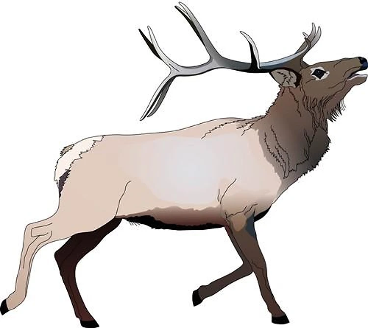 ELK