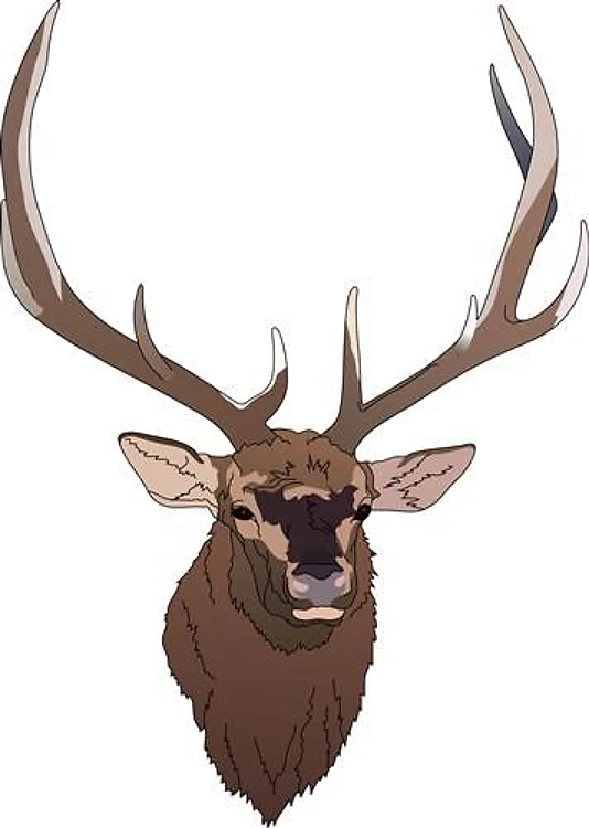 ELK HEAD
