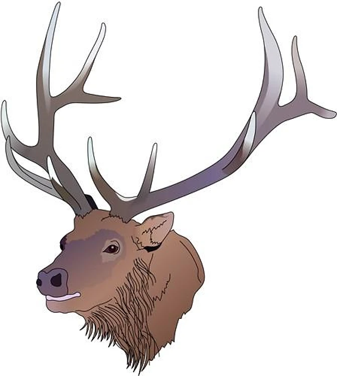 ELK HEAD