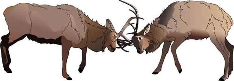 FIGHTING BUCKS