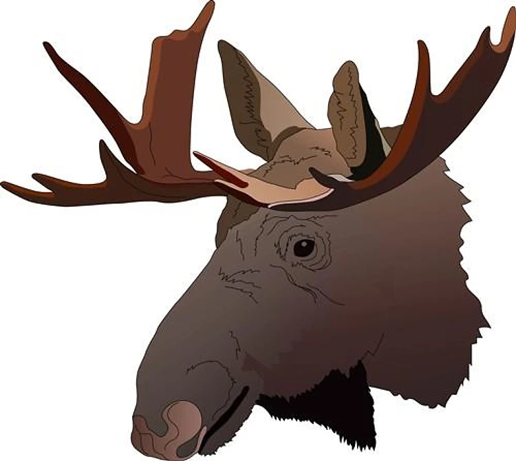 MOOSE